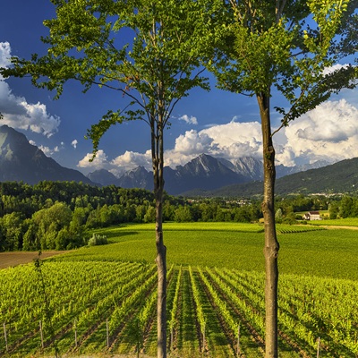 Consorzio Tutela Prosecco Doc