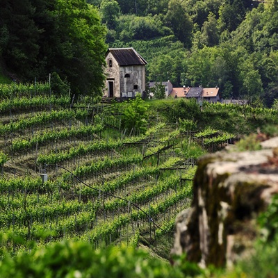 Consorzio di Tutela Vini del Trentino