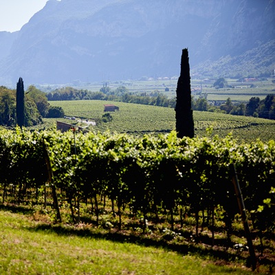Consorzio Vini DOC Delle Venezie