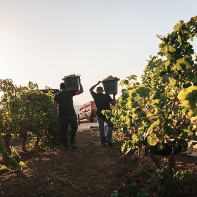 Consorzio di Tutela Vini DOC Sicilia