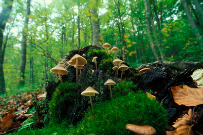Parco Nazionale Appennino tosco emiliano